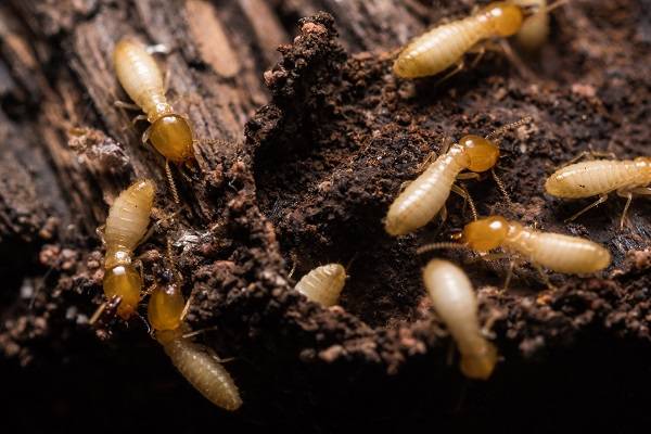 termites-home