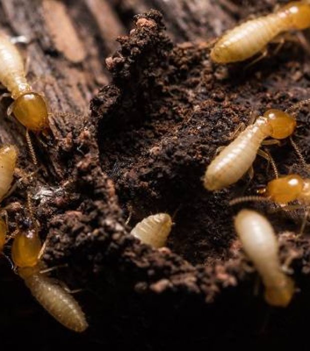 termites-home
